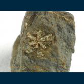 Muscovite (pseudo Cordierite)
