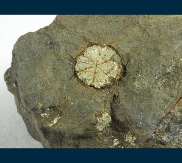 JSI-04 Muscovite (pseudo Cordierite) from Kameoka City, Kyoto Prefecture, Kinki Region, Honshu Island, Japan