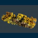 Goethite stalactite