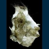 Quartz ( var. Smoky ) with Actinolite ( var. Byssolite )