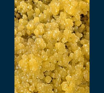 Mimetite - Mexico - PE68